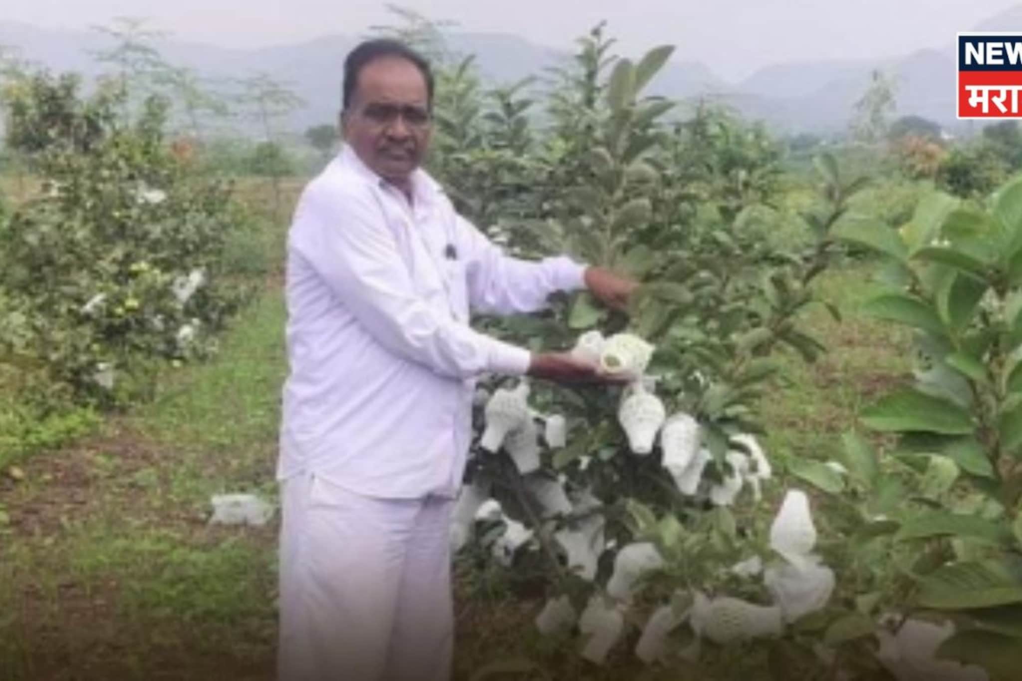 एकरात ४००० रोपं लावली, २५ टन उत्पादन, नाशिकचे पवार झाले 'लखपती'