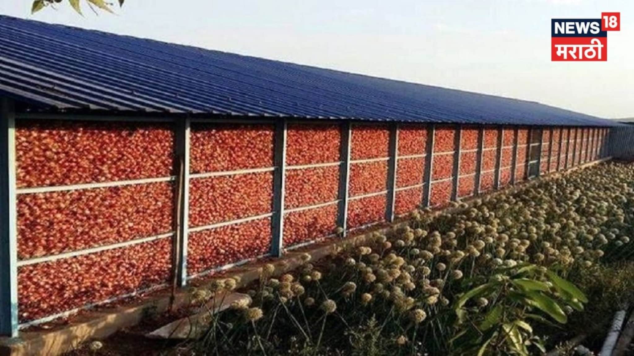 राज्य सरकार कांदा चाळीसाठी देतंय १.५० लाखांचे अनुदान, पात्रता काय? राज्य सरकार कांदा चाळीसाठी देतंय १.५० लाखांचे अनुदान, पात्रता काय?