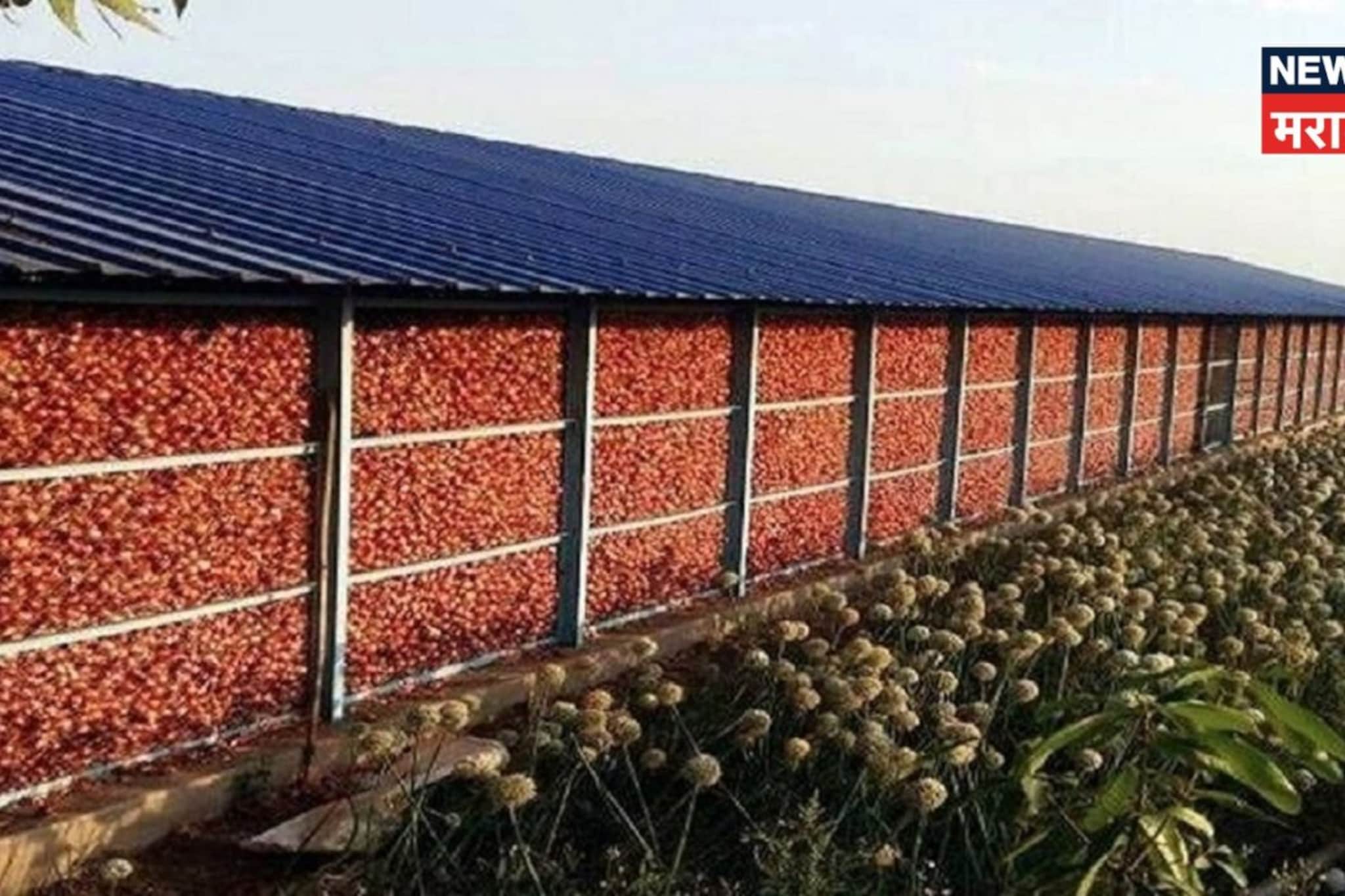 राज्य सरकार कांदा चाळीसाठी देतंय १.५० लाखांचे अनुदान, पात्रता काय? राज्य सरकार कांदा चाळीसाठी देतंय १.५० लाखांचे अनुदान, पात्रता काय?