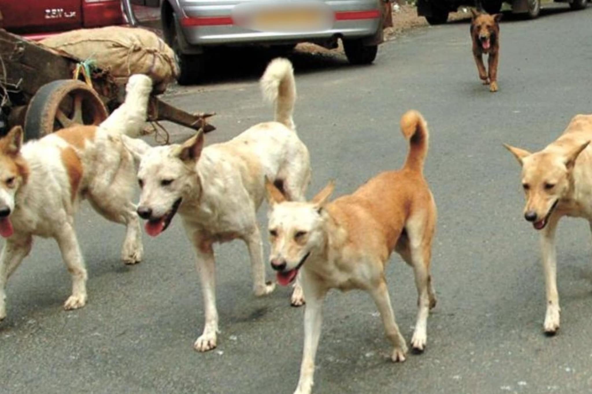 डोळे लाल झाले, जेवणही जाईना, 9 वर्षांच्या कशिशचा 6 महिन्यात मृत्यू, धक्कादायक कारण समोर