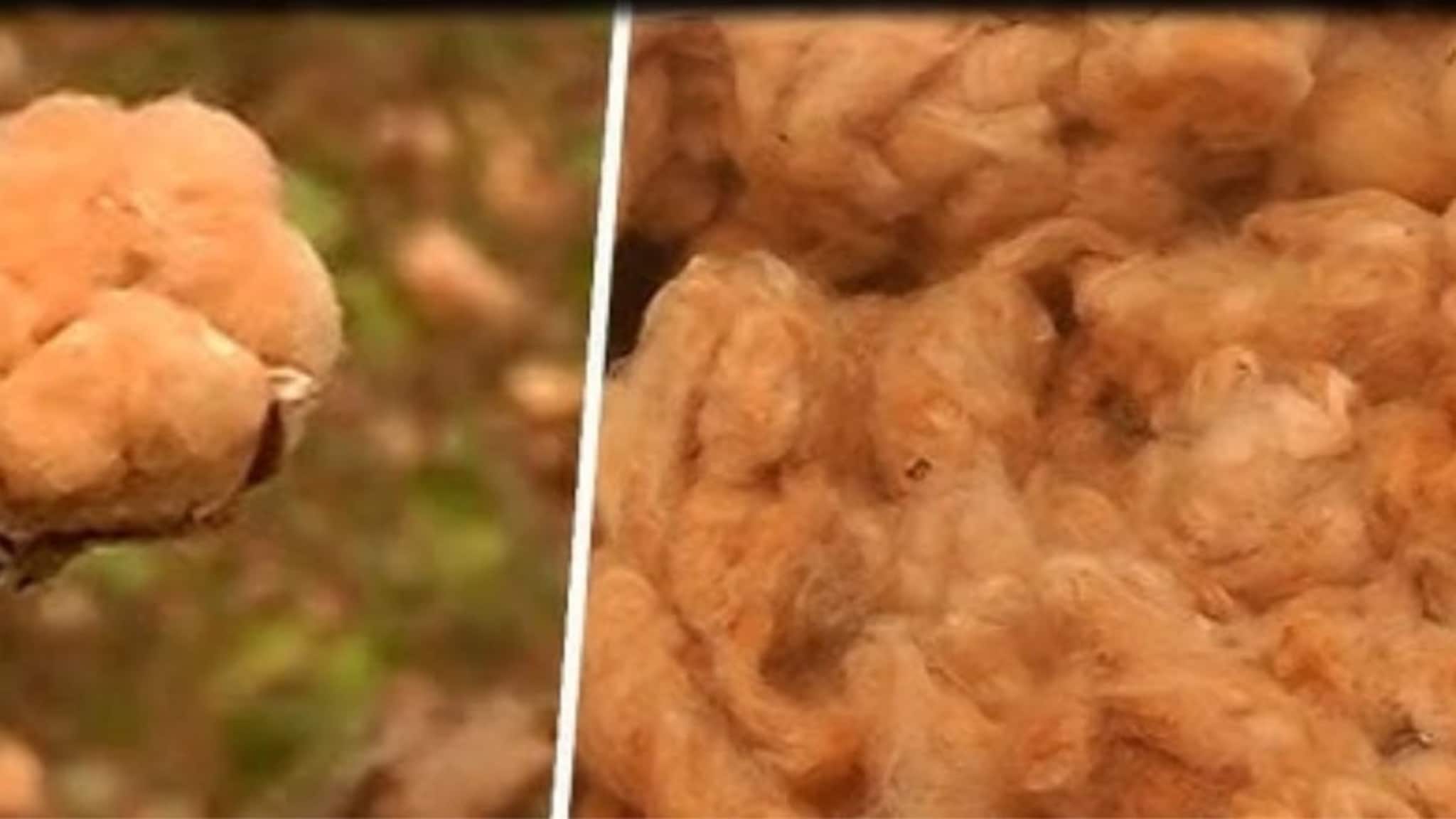 पांढरा गेला, आता 'तपकिरी' आला! विदर्भात पिकणार नैसर्गिक हिरवा आणि तपकिरी कापूस