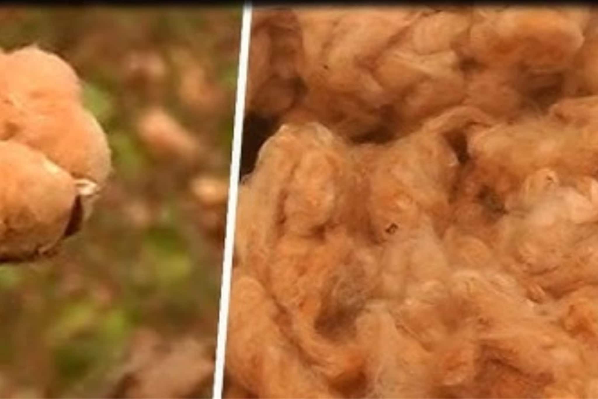 पांढरा गेला, आता 'तपकिरी' आला! विदर्भात पिकणार नैसर्गिक हिरवा आणि तपकिरी कापूस