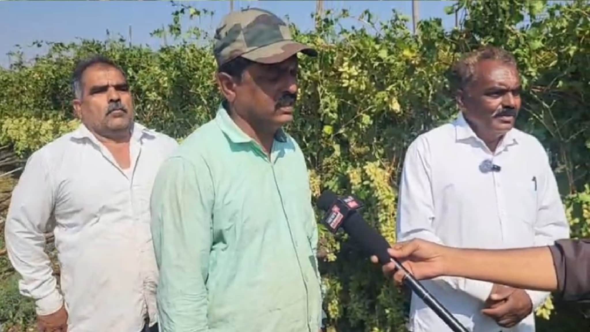 थरथरते हात अन् द्राक्षांचा चिखल, गारपिटीनं होतं नव्हतं जमीनदोस्त केलं, ढसाढसा रडला शेतकरी! 