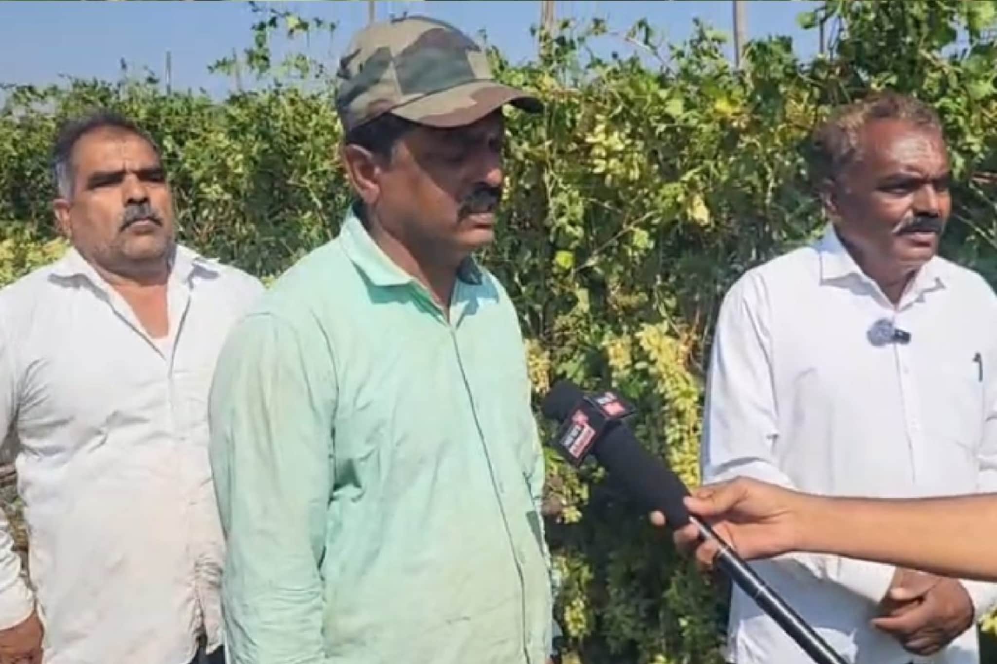 थरथरते हात अन् द्राक्षांचा चिखल, गारपिटीनं होतं नव्हतं जमीनदोस्त केलं, ढसाढसा रडला शेतकरी! 