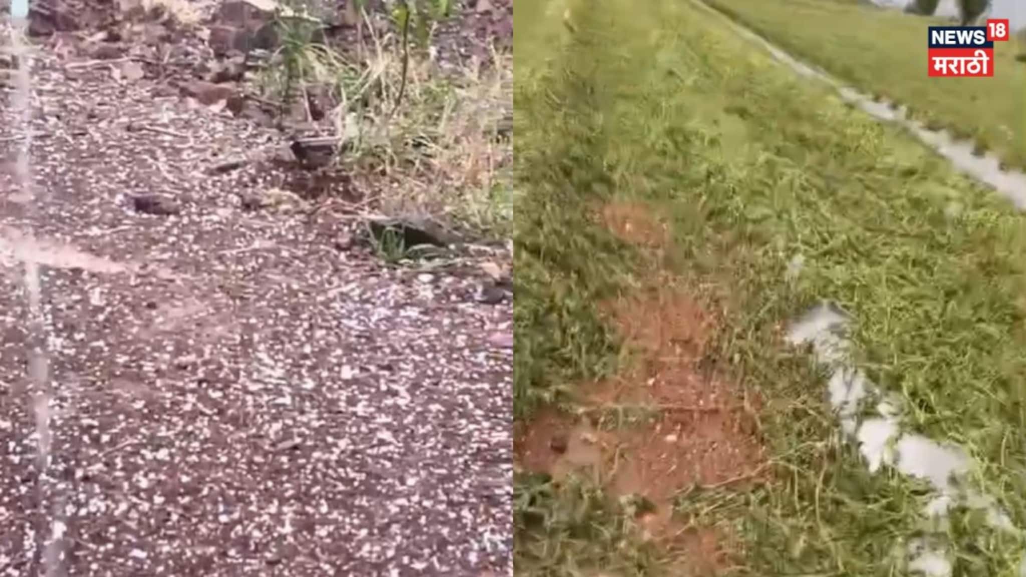 VIDEO| कलिंगडं फुटली अन् कांदा-गव्हावर गारपिटीचा ढीग, शेतकऱ्याच्या डोळ्यात पाणी 