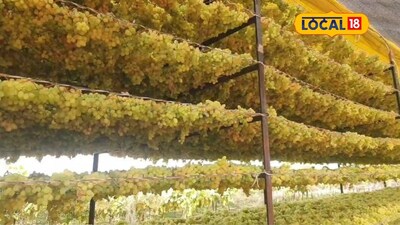 আঙুরের দাম না পেয়ে কৃষক বুদ্ধি খাটিয়ে এক একর থেকে 9 লাখ টাকা আয় করলেন