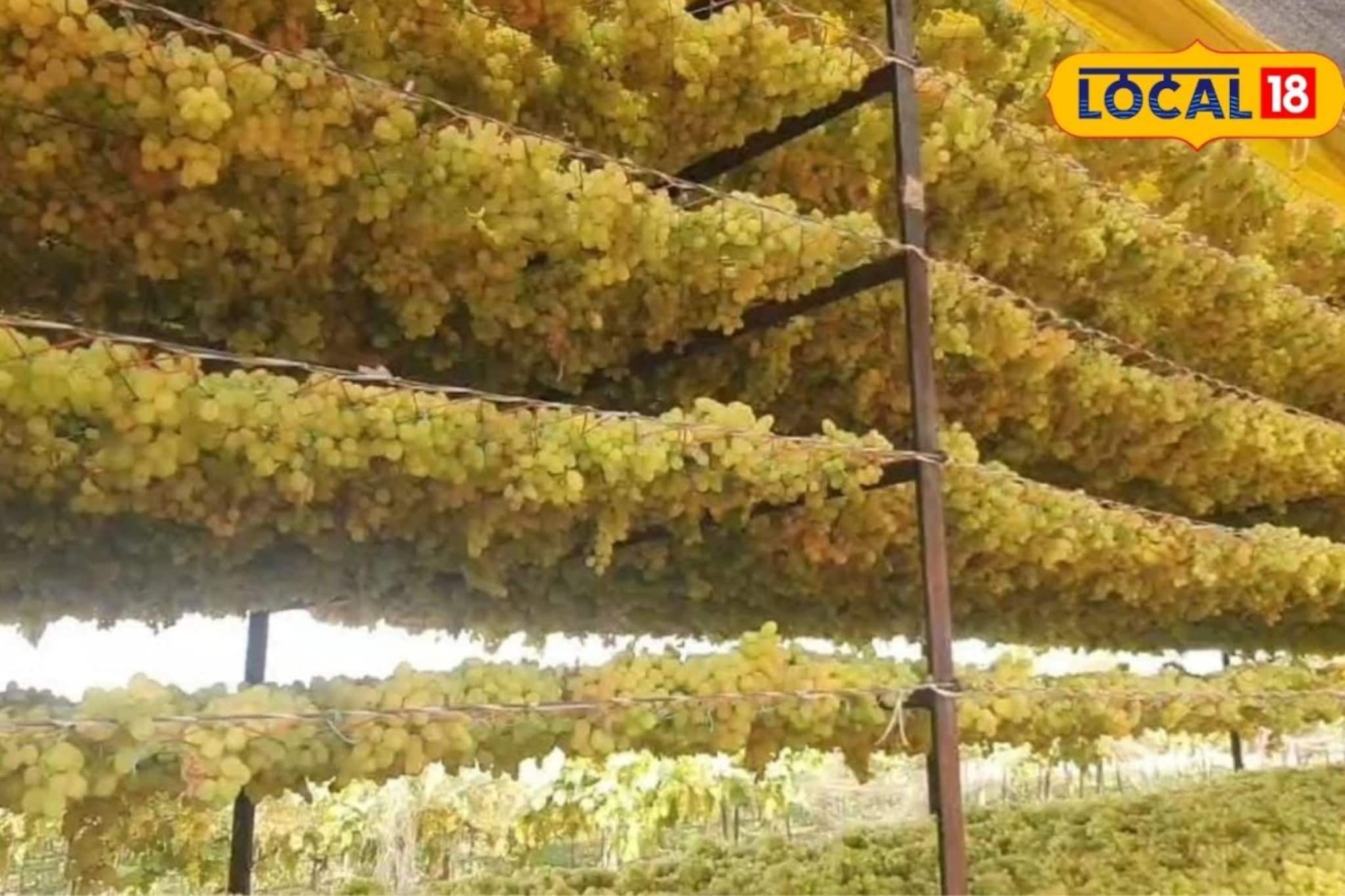  द्राक्षाला मिळत नव्हता भाव, शेतकऱ्यानं असं चालवलं डोकं, एक एकरात 9 लाख कमाई