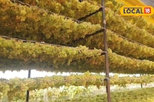 Success Story : द्राक्षाला मिळत नव्हता भाव, शेतकऱ्यानं असं चालवलं डोकं, एक एकरात 9 लाख कमाई