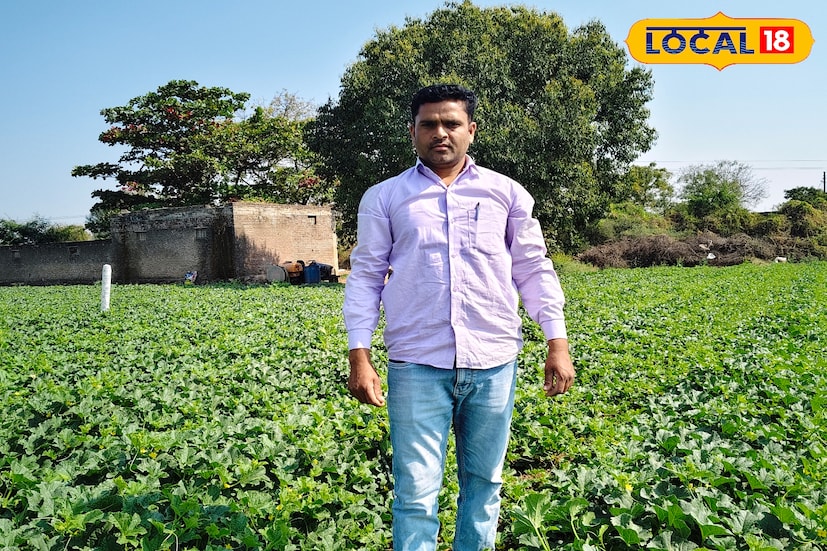 पारंपरिक शेतीला फाटा देत अनेक शेतकरी कमी वेळात जास्त उत्पन्न देणाऱ्या फळबागा आणि वेल वर्णीय पीक पद्धतीकडे वळत आहे. त्याचप्रमाणे छत्रपती संभाजीनगर तालुक्यातील टोणगाव येथील शेतकरी लक्ष्मण आहेर हे गेल्या 6 वर्षांपासून खरबूज शेती करत आहे. यंदा देखील त्यांनी देखील त्यांनी 3 एकर क्षेत्रामध्ये खरबूज लागवड केली आहे.