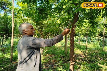 सेवानिवृत्तीनंतर एसटी कर्मचारी शेतात,चंदनाच्या झाडांची केली लागवड,कशी केली शेती?
