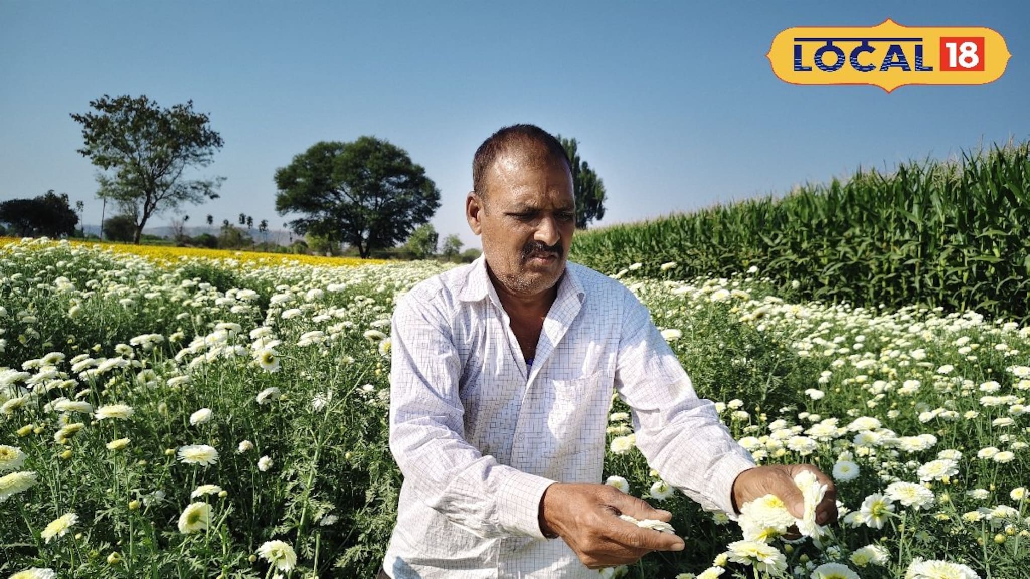 Success Story : 4 वर्षांपूर्वी घेतला निर्णय, बिजली फुल शेतीमधून शेतकऱ्याचं नशीब पालटलं, लाखात कमाई