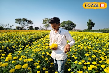 फुलशेती ठरली वरदान, 50 हजार खर्चात 3 लाख निव्वळ नफा, शेतकऱ्याने सांगितला यशाचा फॉर्म्युला फुलशेती ठरली वरदान, 50 हजार खर्चात 3 लाख निव्वळ नफा, शेतकऱ्याने सांगितला यशाचा फॉर्म्युला