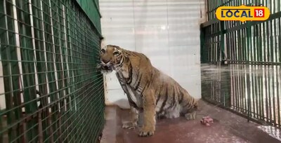 ‎वाढत्या उन्हाचा ‘जंगलच्या राजा’लाही फटका; सिद्धार्थ उद्यानात वाघांसाठी विशेष कू