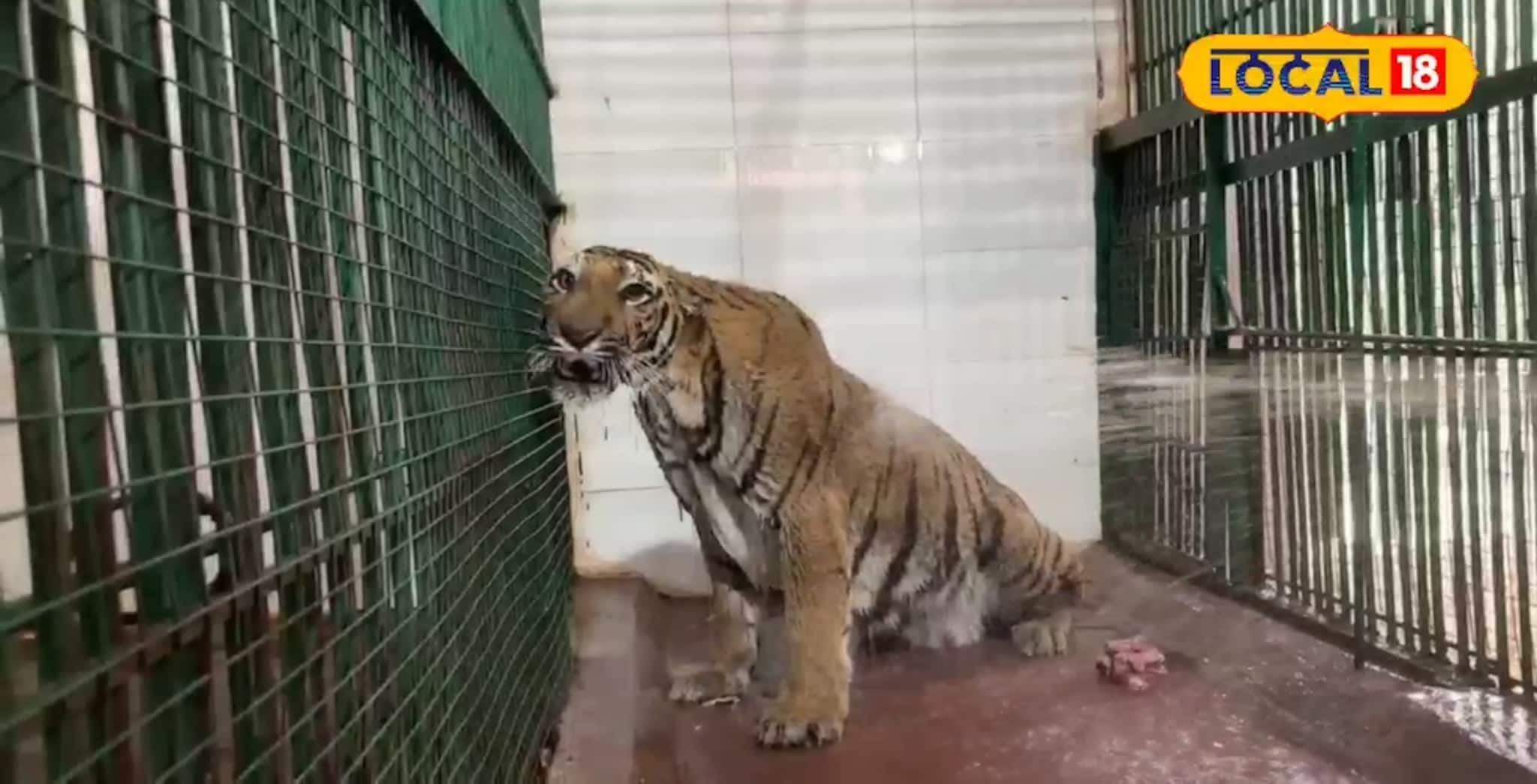 कडाक्याच्या उन्हात वाघोबाचा थाट, सिद्धार्थ उद्यानात बसविण्यात आली खास कूलिंग व्यवस्था, Video 