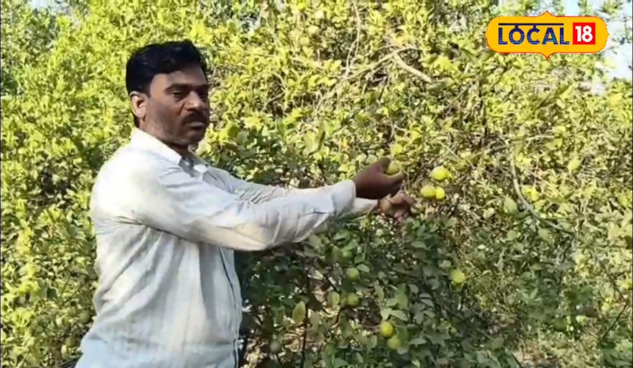 एक एकरमध्ये केली लिंबाची लागवड, 26 वर्षांनंतरही होतोय फायदा, 80 लाख निव्वळ नफा