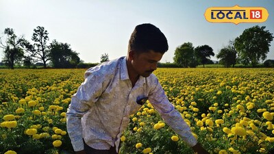 झेंडू फुलशेती अडचणीत ; साडेतीन लाख खर्च उत्पन्न मात्र धोक्यात, नेमकं कारण काय..?