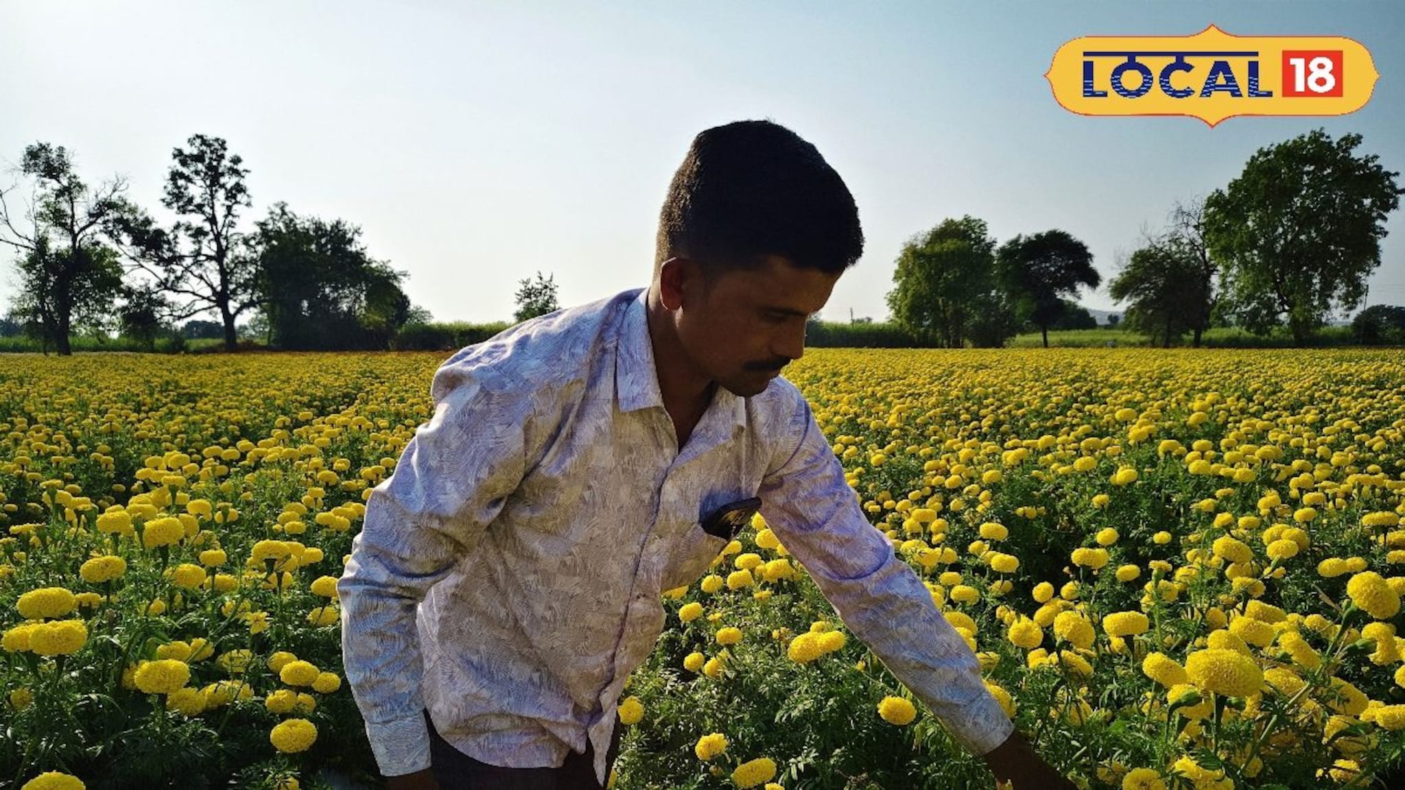 Agriculture News : साडेतीन लाख केला खर्च पण उत्पन्न निघणे कठीण, झेंडू उत्पादक शेतकरी हवालदील Agriculture News : साडेतीन लाख केला खर्च पण उत्पन्न निघणे कठीण, झेंडू उत्पादक शेतकरी हवालदील