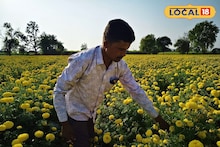 Agriculture News : साडेतीन लाख केला खर्च पण उत्पन्न निघणे कठीण, झेंडू उत्पादक शेतकरी हवालदील