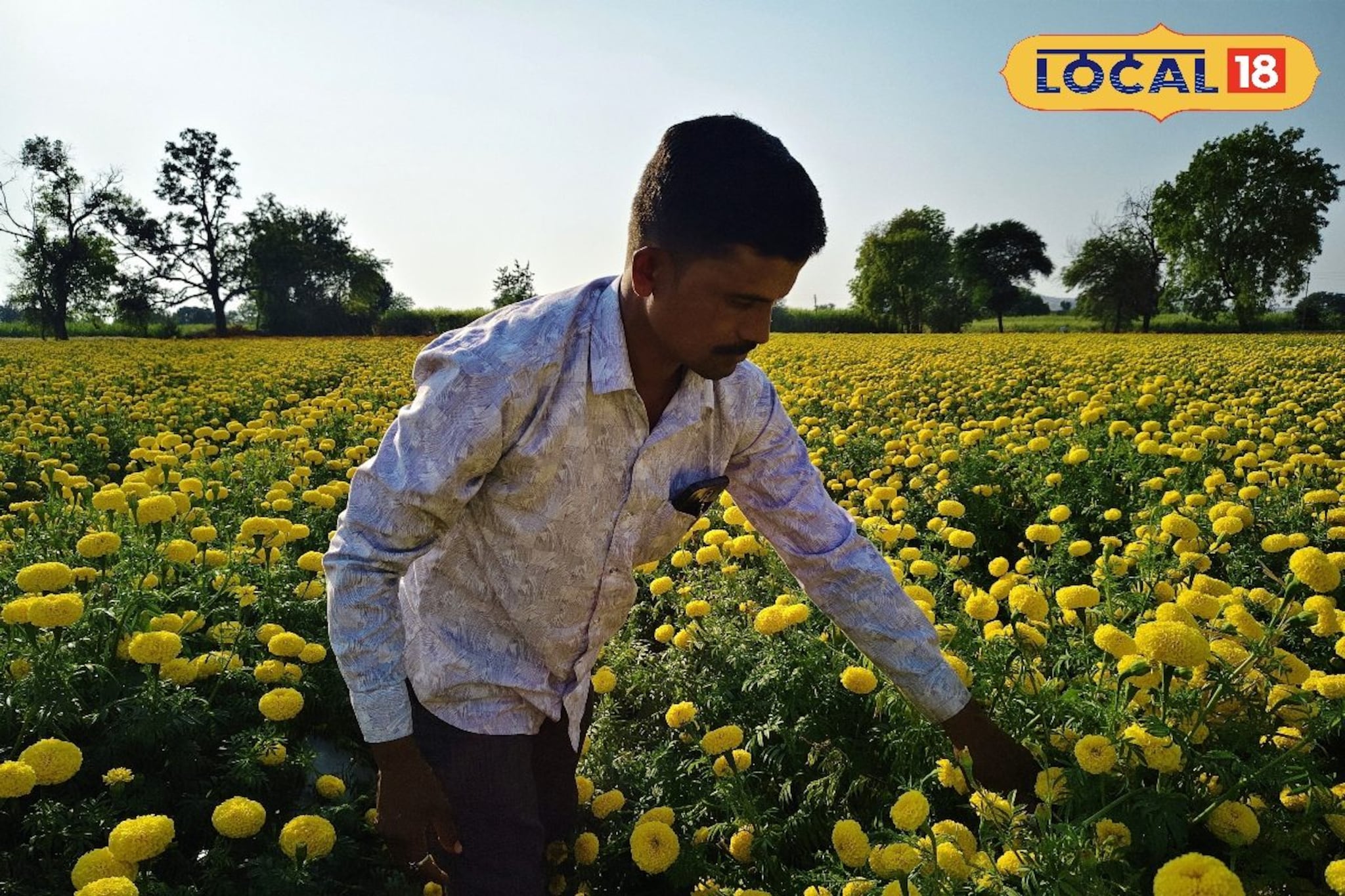 साडेतीन लाख केला खर्च पण उत्पन्न निघणे कठीण, झेंडू उत्पादक शेतकरी हवालदील