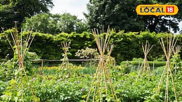 उन्हाळ्यामध्ये