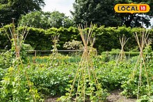 Agriculture News : कमी पाण्यात मिळेल भरघोस उत्पादन, उन्हाळ्यात करा या पिकांची निवड, कृषी तज्ज्ञांचा सल्ला