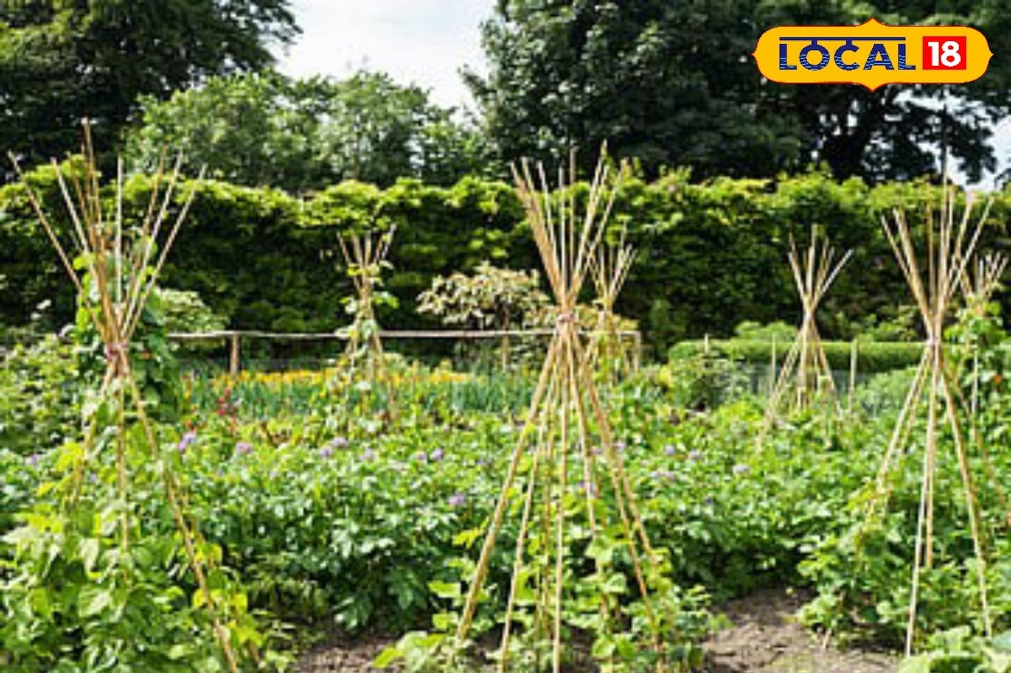 कमी पाण्यात मिळेल भरघोस उत्पादन, उन्हाळ्यात करा या पिकांची निवड, कृषी तज्ज्ञांचा सल्ला