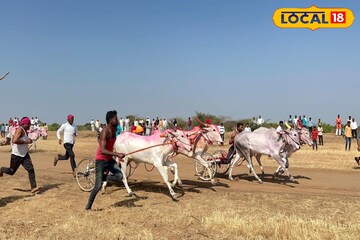 Bailgada Sharyat: 40 बैलगाड्या, लाखोंची बक्षीसं आणि शर्यतीचा थरार, हराळवाडीचं मैदान कुणी मारलं?