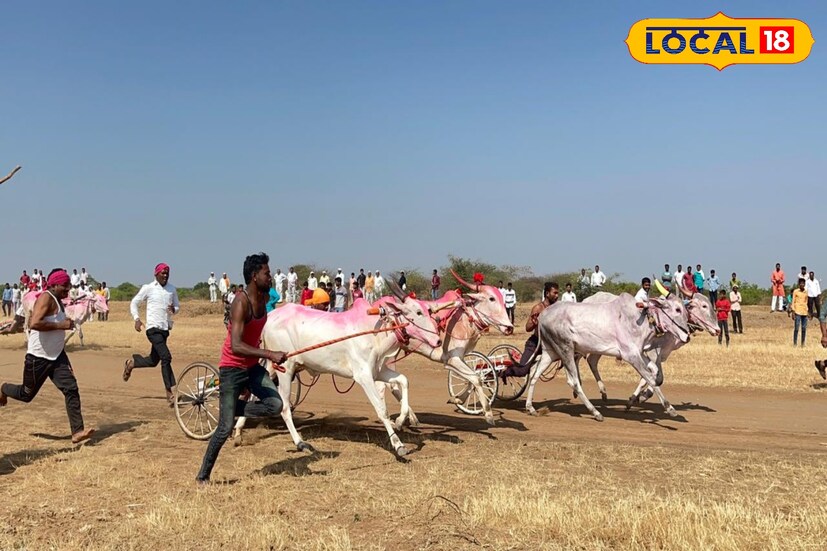 महाराष्ट्रात यात्रा उत्सव म्हटलं की कुस्ती, बैलगाडी शर्यतीचा थरार असतोच. सोलापूर जिल्ह्यातील हराळवाडी (ता. मोहोळ) येथे ग्रामदैवत गुरु रेवणसिद्ध यात्रेत पारंपरिक बैलगाडा शर्यतींचा थरार यंदाही मोठ्या उत्साहात पार पडला. या शर्यती पाहण्यासाठी पंचक्रोशीसह सोलापूर जिल्ह्यातील नागरिकांनी मोठी गर्दी केली होती. 