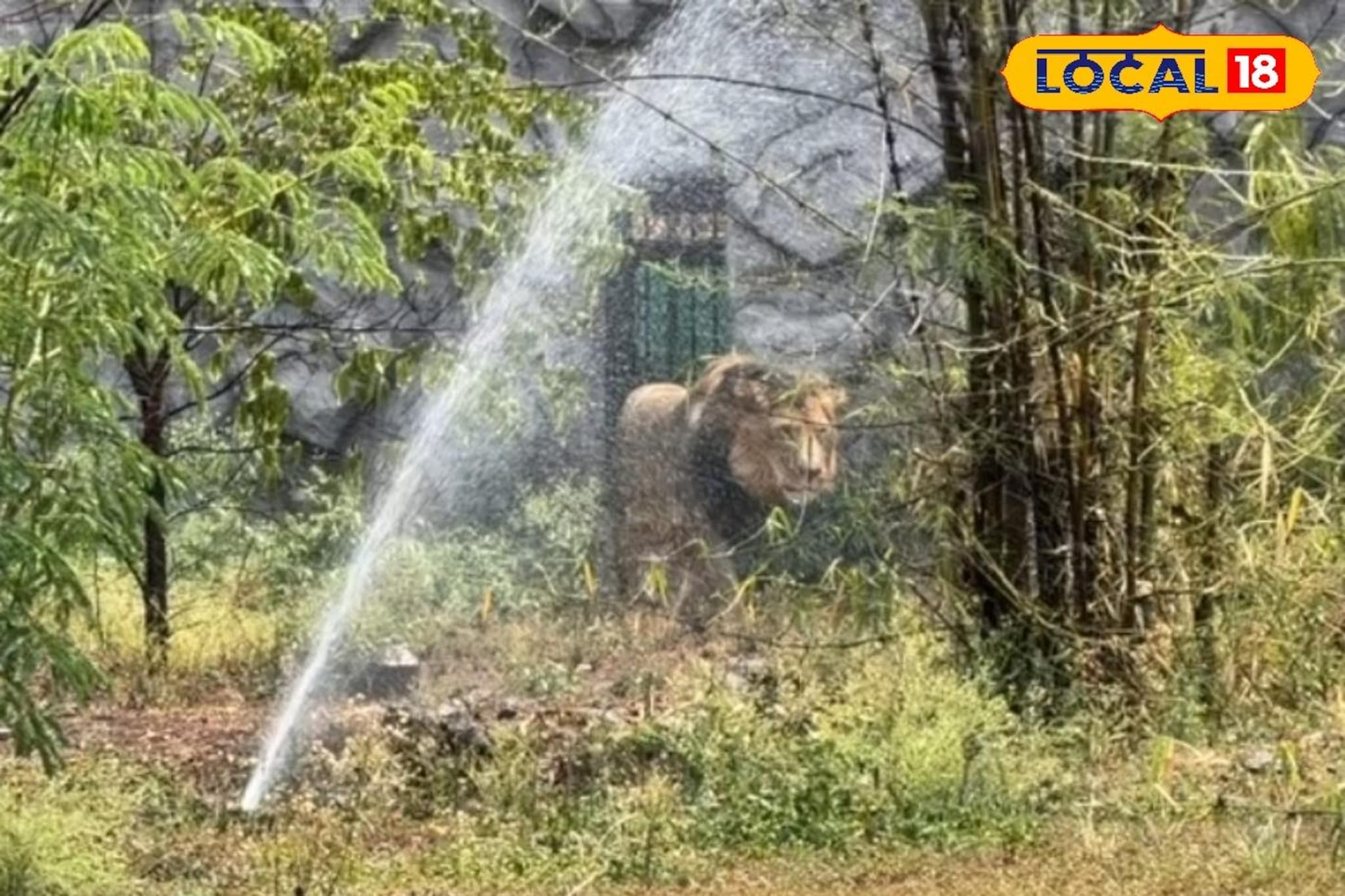 उन्हाचा पारा चढला, वाघ, सिंहासाठी कुलर अन् वॉटर फॉगर, पुण्यातील कात्रज प्राणी संग्रहालयातील थाट PHOTOS