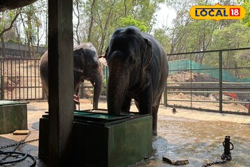 उन्हाचा पारा चढला, वाघ, सिंहासाठी कुलर अन् वॉटर फॉगर, पुण्यातील कात्रज प्राणी संग्रहालयातील थाट PHOTOS