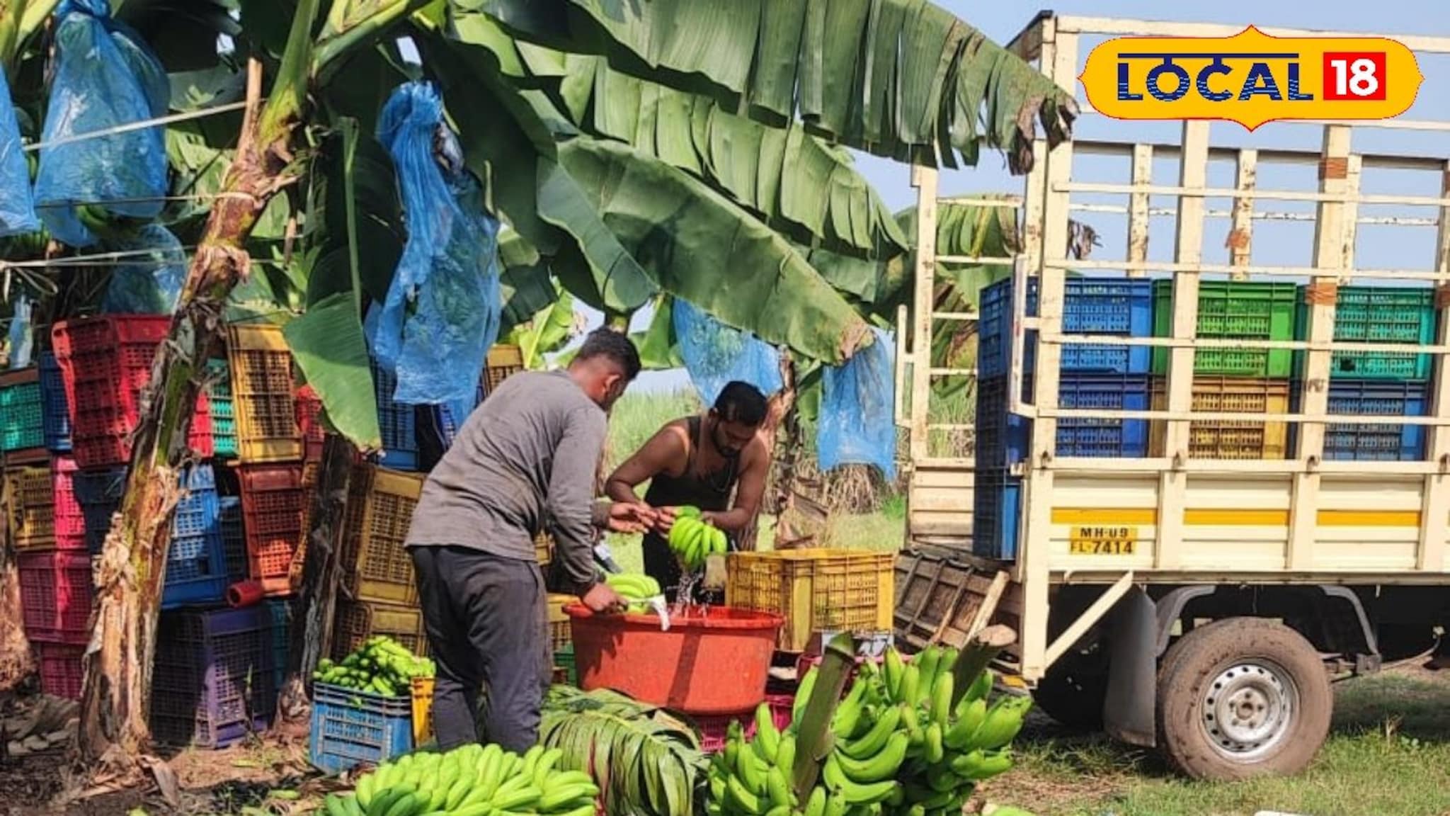 युद्धाचा फटका केळी उत्पादक शेतकऱ्यांना, फक्त दीड रुपये किलोने खरेदी, कांद्याला काय मिळतोय भाव?