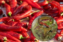 Mirchi Recipe : भाजी नसेल तेव्हा बनवा खूड मिरचीचं पाणी; भाकरीसोबत खायला लय भारी