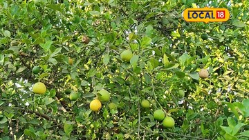  26 वर्षांची मेहनत अखेर लिंबाने केलं लखपती, आतापर्यंत 8000000 कमाई