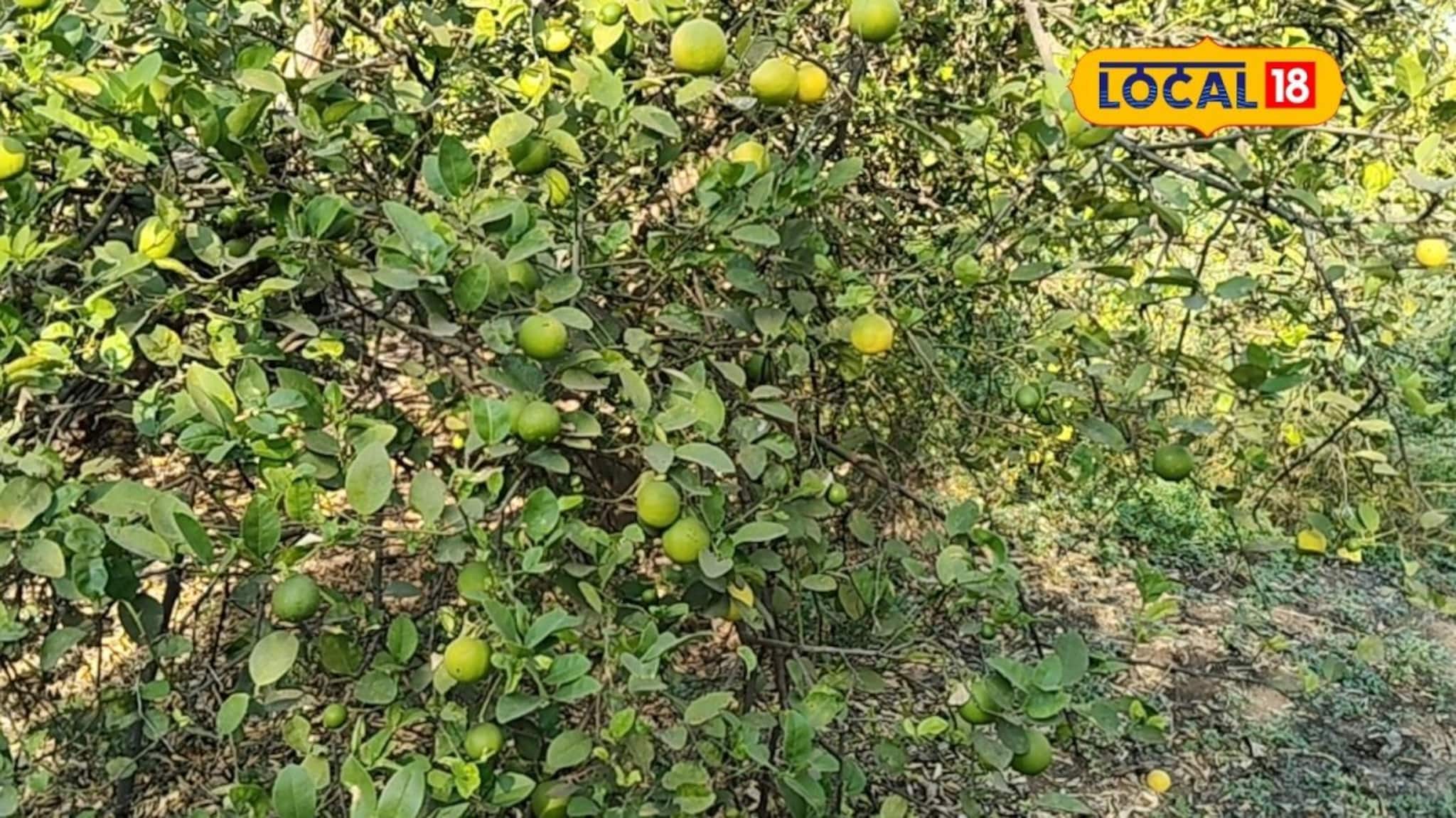 Success Story : 26 वर्षांची मेहनत अखेर लिंबाने केलं लखपती, आतापर्यंत 8000000 कमाई