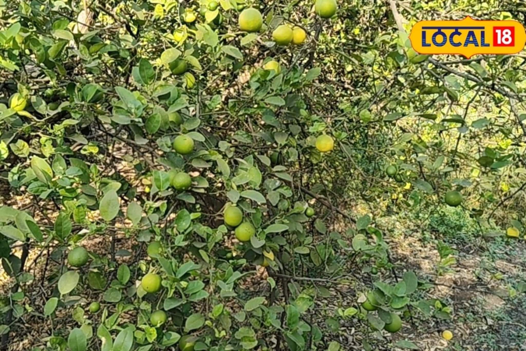  26 वर्षांची मेहनत अखेर लिंबाने केलं लखपती, आतापर्यंत 8000000 कमाई