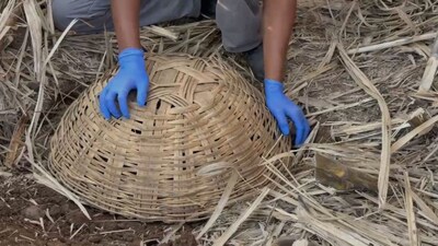 नाशिकमध्ये पहिल्यांदाच आढळले पांढऱ्या रंगाचे बिबट्याचे पिल्लू, आईसोबत पुनर्मिलन