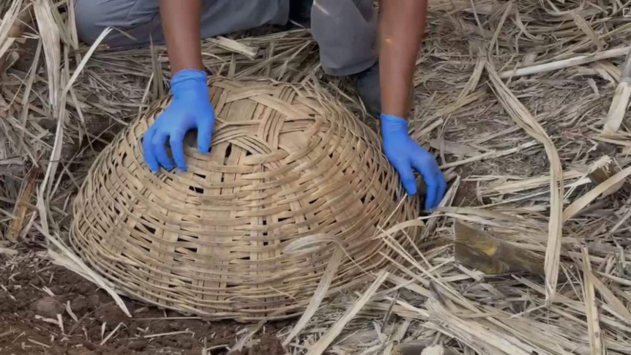 Nashik News: नाशिकमध्ये पहिल्यांदाच असं घडलं,शेतात पिल्लं आढळली, तिसऱ्याचा रंग पाहून सगळेच हैराण; PHOTOS