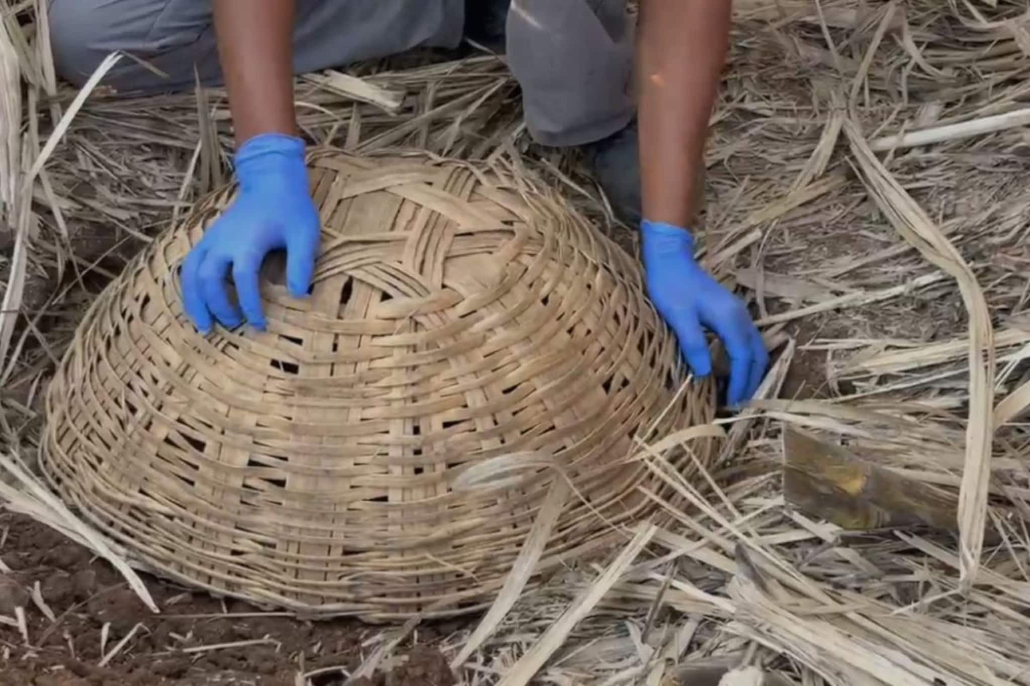 नाशिकमध्ये पहिल्यांदाच असं घडलं,शेतात पिल्लं आढळली, तिसऱ्याचा रंग पाहून सगळेच हैराण; PHOTOS