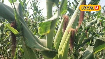 उसाच्या शेतात केली मका लागवड, एका ताटाला आली आठ कणीसे, कसा केला यशस्वी प्रयोग?