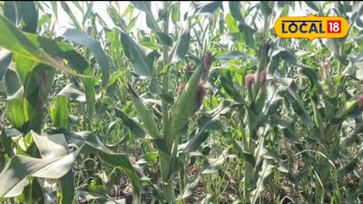 सोलापुर के किसान का कमाल: गन्ने के खेत में मक्के के एक डंठल पर 8 भुट्टे.