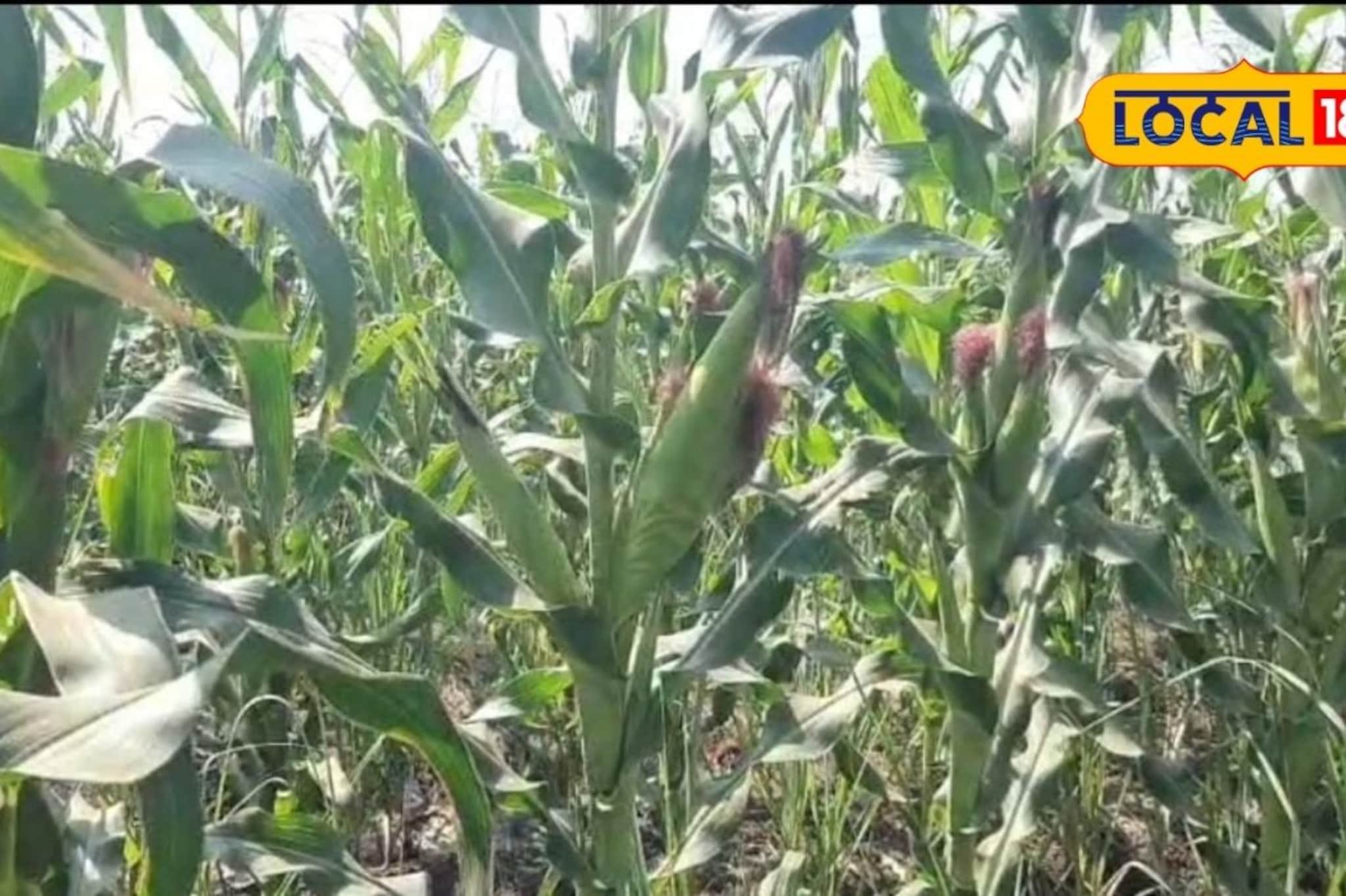 उसाच्या शेतात केली मका लागवड, एका ताटाला आली आठ कणीसे, कसा केला यशस्वी प्रयोग?