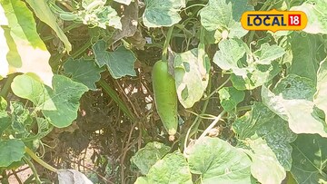 30 हजार खर्च अन् दीड लाख नफा, तरुण शेतकऱ्याचा प्रयोग भारीच, असं काय केलं?