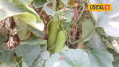 Student Earns 1.5 Lakh Profit in 90 Days with Pumpkin Farming