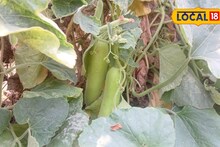 Success Story : 30 हजार खर्च अन् दीड लाख नफा, तरुण शेतकऱ्याचा प्रयोग भारीच, असं काय केलं?