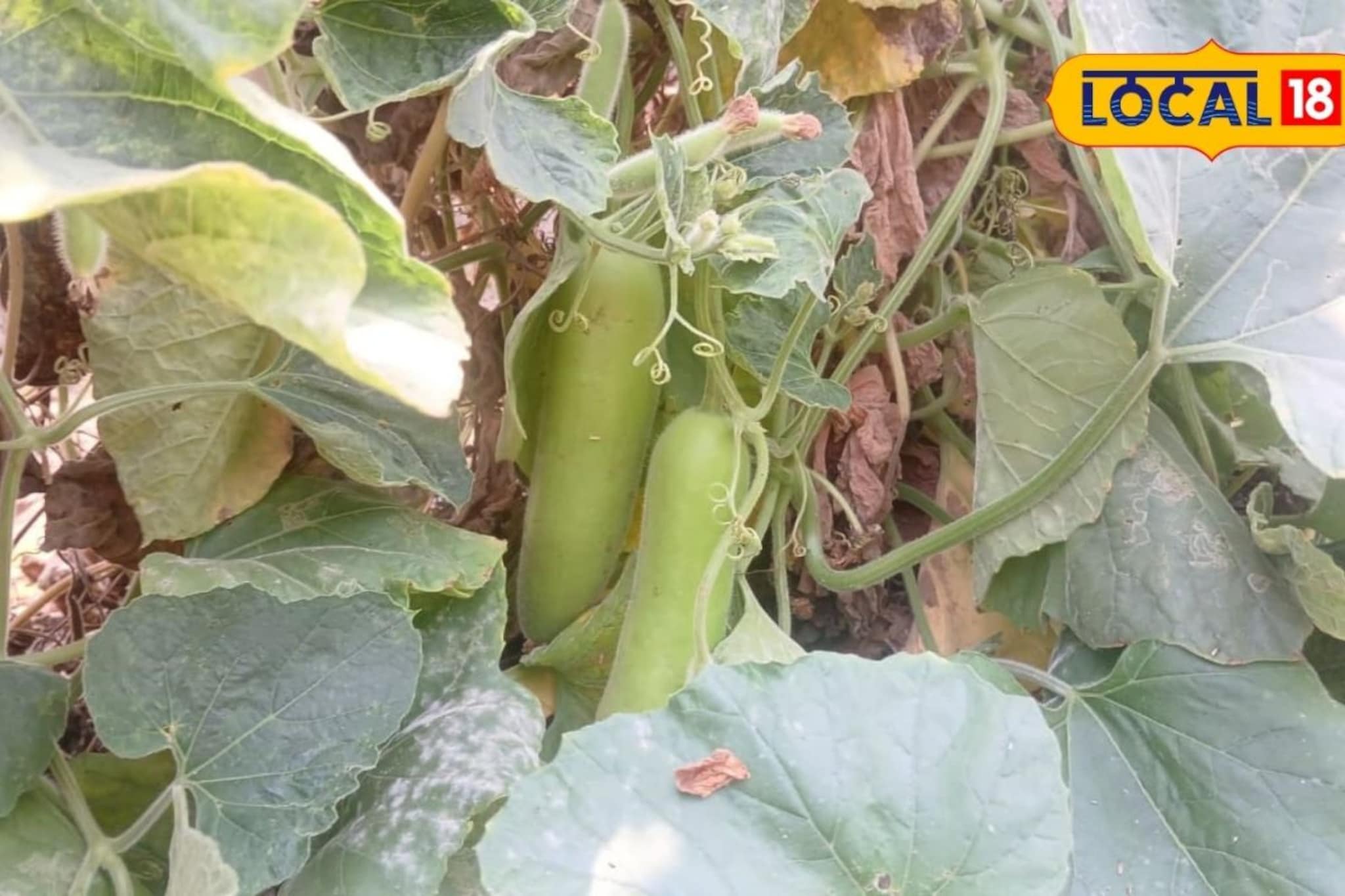 30 हजार खर्च अन् दीड लाख नफा, तरुण शेतकऱ्याचा प्रयोग भारीच, असं काय केलं?