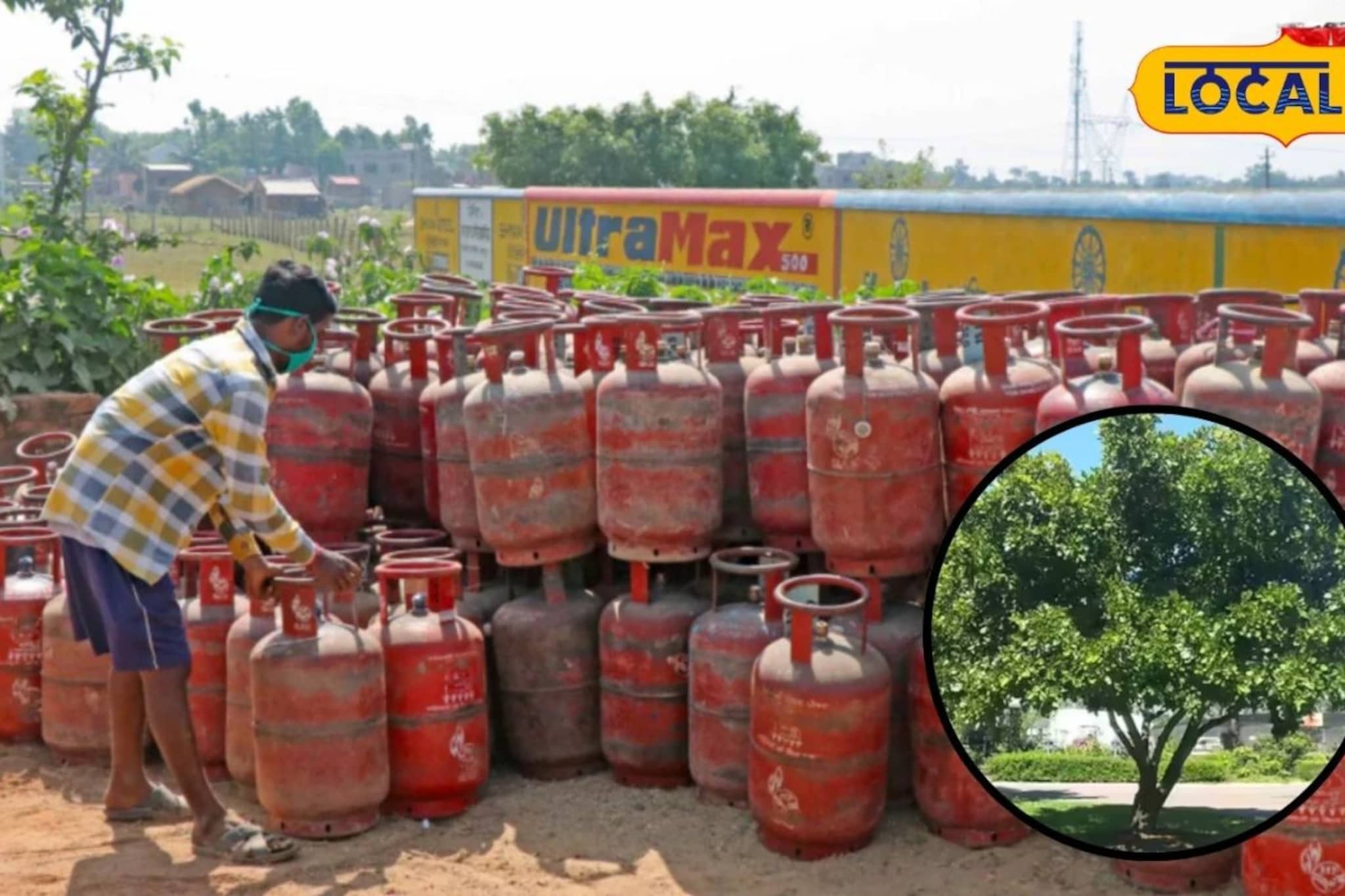सावधान! गॅस संपला म्हणून घरासमोरचं झाड तोडताय? तर चूक महागात पडेल, सरकारचा मोठा निर्णय