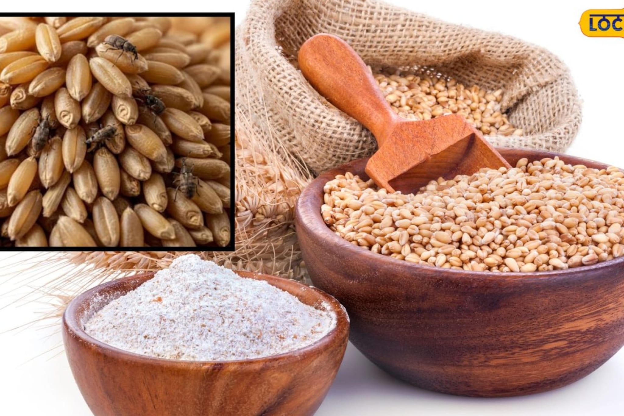 घरातील गव्हाला अजिबात लागणार नाही किडे! साठवण्यासाठी वापरा शेतकऱ्यांची ही ट्रिक