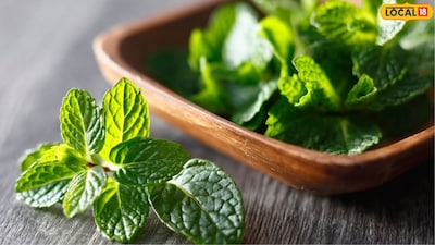 पुदिना साठवण्यासाठी काही छोट्या छोट्या गोष्टींची काळजी घेणं आवश्यक आहे. त्याचसोबत काही चुका टाळल्यास तुम्ही बाजारातून आणलेला पुदिना आठवड्याभरानंतरही तितकाच फ्रेश राहू शकतो. 