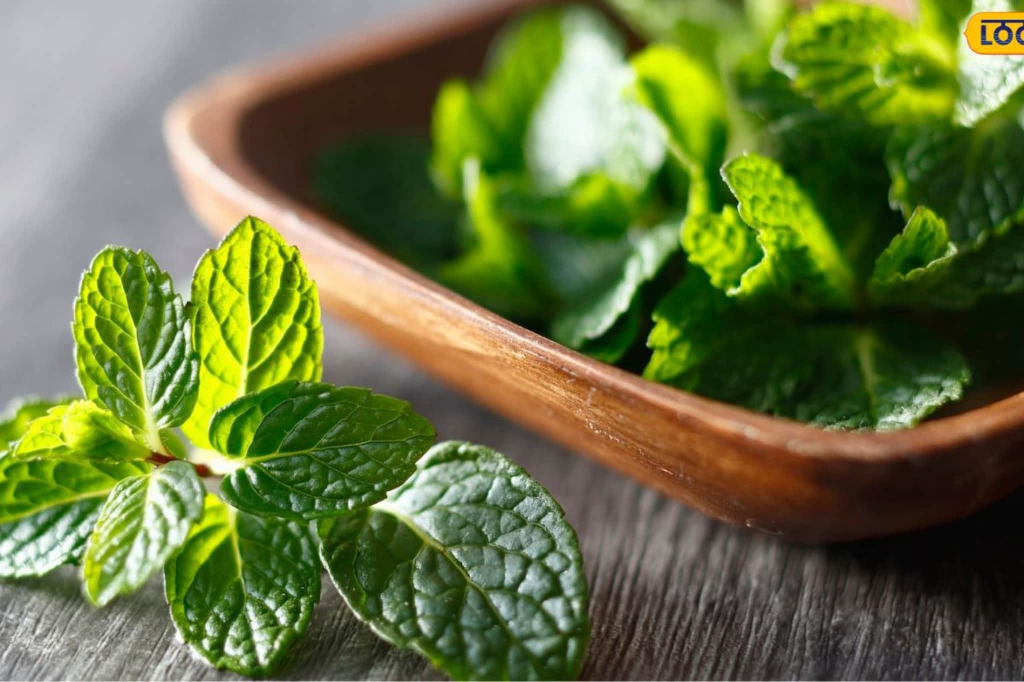 आठवडाभर वापरता येईल पुदिना, होणार नाही खराब! 'या' सोप्या ट्रिक्स वापरून साठवा