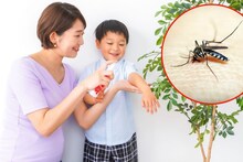 Tips And Tricks : केमिकल्स वापरणं सोडा, वापरा होममेड नॅच्युरल मॉस्क्युटो रिपेलंट! डास कायम राहतील दूर